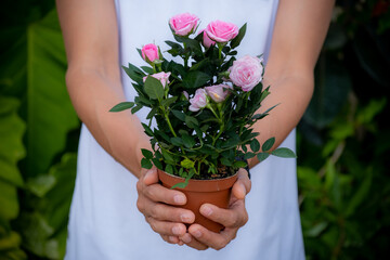Close up hands man holding pink roses flowers on pot.