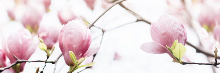 Beautiful floral spring abstract background of nature. Branches of blossoming magnolia with...
