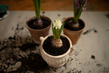 three hyacinth flowers after transplanting into ceramic pots. transplanting flowers into new pots. plant growing at home	