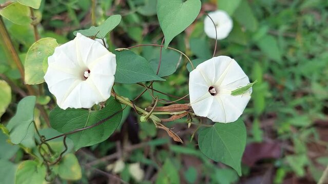 Ipomoea obscura flower is swaying in the wind