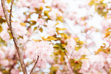 Beautiful floral spring abstract background of nature. Branches of blossoming cherry with selective focus. Web Banner For easter and spring greeting cards with copy space