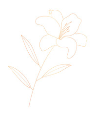 Lily flower gold line art