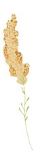 Watercolor spring flower