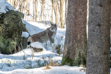 Luchs im Winter