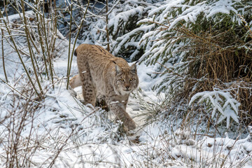 Luchs anschleichen