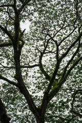 Giant rainforest trees covering the skies.