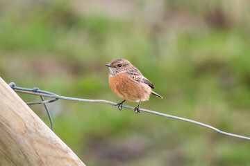 A single female Stonechat perched on a paddock fence.