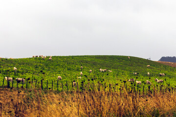 Flock of sheep on green grass
