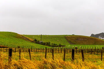 Fototapeta premium Flock of sheep on green grass