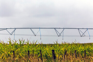Central dynamic irrigation system in a cornfield