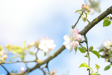 Apple blossom in a springtime close up, sunny day. Idea of spring and romance