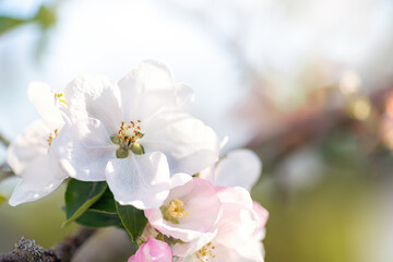 Apple blossom in a springtime close up, sunny day. Idea of spring and romance