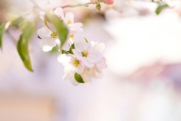 Fototapeta premium Apple blossom in a springtime close up, sunny day. Idea of spring and romance
