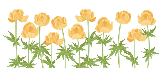 globeflower, field flowers, vector drawing wild plants at white background, floral elements, hand drawn botanical illustration