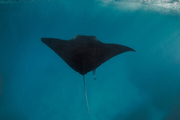 Manta ray swimming freely in ocean. Giant manta ray floating underwater in the tropical ocean