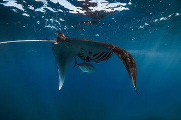 Manta ray fish glides in transparent ocean. Snorkeling with giant fish in blue ocean