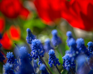 Mouse hyacinths and tulips in a spring flower bed in the garden. Concept Space RGB. Selective focus