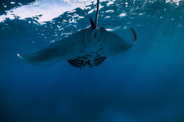 Manta ray fish glides in sea. Snorkeling with giant fish in blue ocean