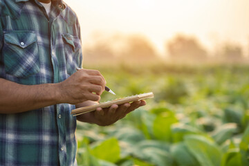 Man is examining to the plant and making note to notebook with pen. Management, planning or analyze on tobacco plant after planting. Technology for agriculture Concept