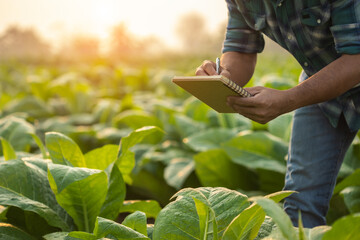 Man is examining to the plant and making note to notebook with pen. Management, planning or analyze on tobacco plant after planting. Technology for agriculture Concept