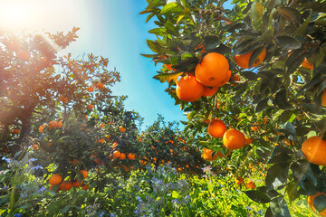 Ripe oranges on tree in orange garden.