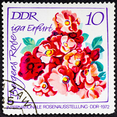 GDR - CIRCA 1972: stamp printed in East Germany DDR, German democratic republic shows Bergers Erfurt rose from International rose exhibition series, Scott 1379 A433 10pf red pink green.