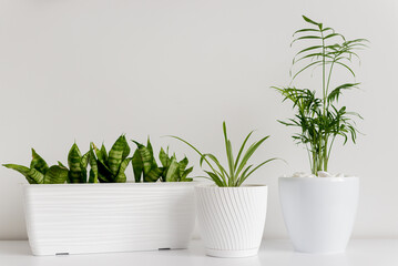 home plant in white pot in interior.