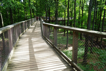 Fototapeta premium Forest path and trail of the treetop path called Baumwipfelpfad directly on the Saarschleife in the Saarland, Germany 