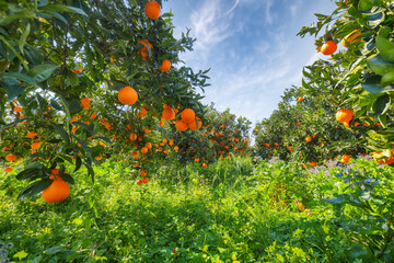 Ripe oranges on tree in orange garden.