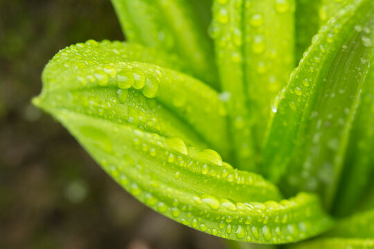 Close-up Of Wet Cabbage Leaves On The Trail To Crabtree Falls, Blue Ridge Parkway, North Carolina