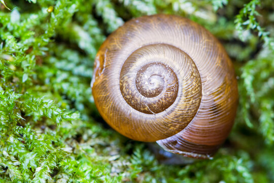 Close up of snail shell on moss - Powered by Adobe
