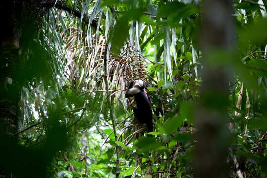 Capuchin monkey eating fruits of African oil palm tree in Costa Rica