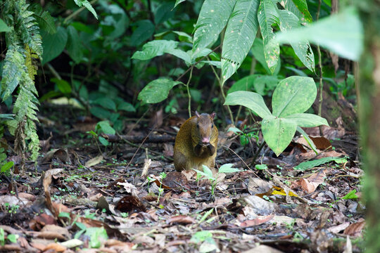 Agouti near safety of trees in Tirimbina Biological Reserve, Costa Rica