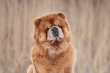 Beautiful fluffy chow chow dog, closeup portrait. ginger dog