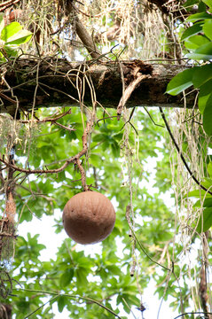 Cannonball Fruit hanging from a Cannonball Tree
