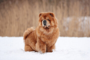 Beautiful fluffy chow chow dog in nature. Red dog in the snow.
