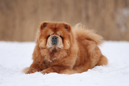 Beautiful fluffy chow chow dog in nature. Red dog in the snow.