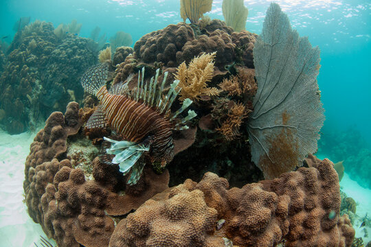 Lion fish hovering near coral in ocean off of Pompano Kay, Belize
