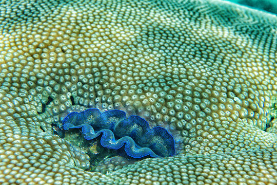 Favia sp. Koh Tao island; Surat Thani Province; Gulf thailand; South China Sea