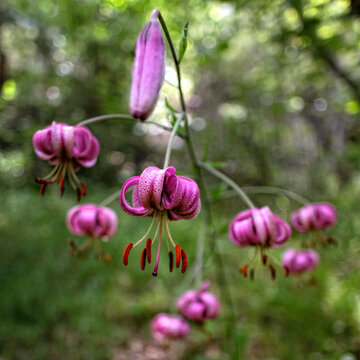 Lilium sp. in Sierra Norte Guadalajara. Cantalojas. Sorbe river. Tejera Negra. Castilla la Mancha. Spain