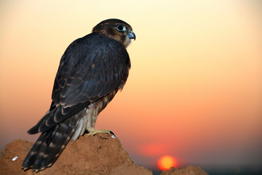 merlin (falco columbarius) resting on beach