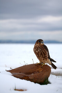 merlin (falco columbarius) resting on beach