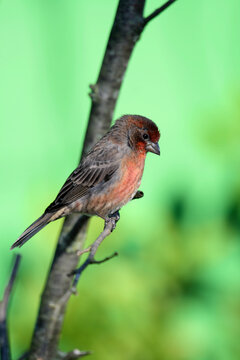 Male linnet (Carduelis cannabina) perched on top of a gorse bush in Daimiel National Park
