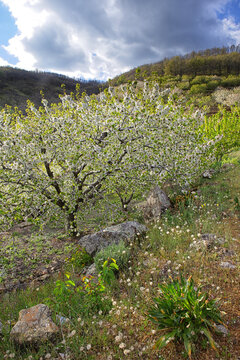 Cherry tree blossom in Jerte valley, Caceres, Extremadura, Spain