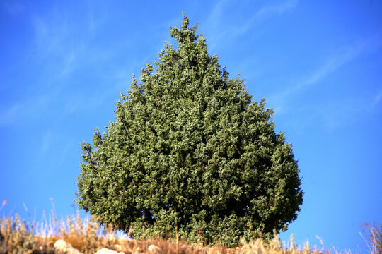 Common Juniper, foliage and berries (Juniperus Comunis) in Alto Tajo Natural Park. Guadalajara. Spain