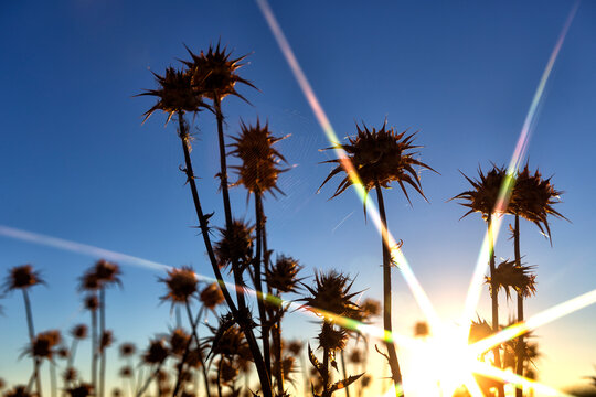 Close-Up Of Thistle And Bud Growing In Field, Villafafila Natural Park. Zamora