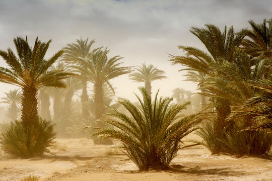 Scenery with date palm trees