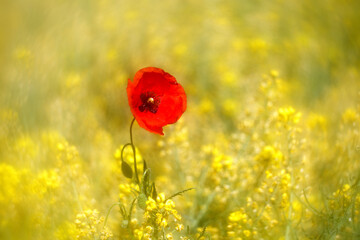 Single red poppy flower (Papaver rhoeas), Monfrague, Caceres, Spain