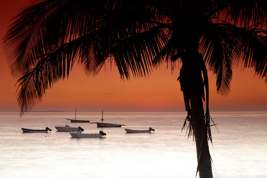 Silhouette of palm tree and empty boats floating on coastal waters at moody dusk, Mozambique