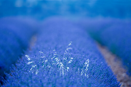 Lavender plantation, Brihuega, Guadalajara province, Castilla La Mancha, Spain